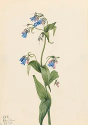 Western Bluebells Mertensia paniculata