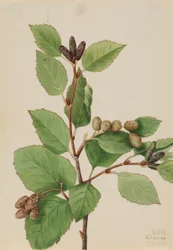 Western Green Alder