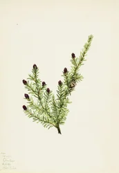 Western Hemlock