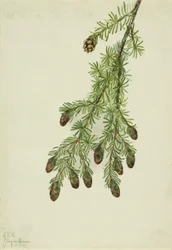 Western Hemlock
