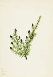 Western Hemlock Tsuga heterophylla