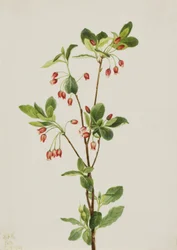 Western Menziesia Menziesia glabella