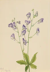 Western Monkshood