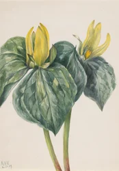 Whippoorwill Flower (Trillium hugeri)