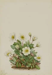 White Dryad