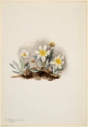 White Dryad