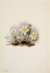 White Dryad Dryas octopetala