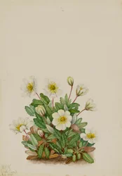 White Dryad Dryas octopetala, 1925
