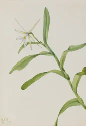 White Epidendrum
