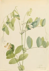 White Pea Lathyrus ochroleucus, 1920