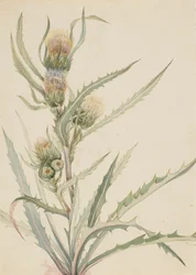 White Thistle Cirsium hookeranum, n.d.