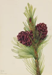 Whitebark Pine