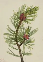 Whitebark Pine Pinus albicaulis