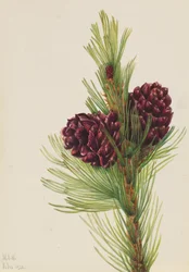 Whitebark Pine, 1931