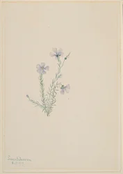 Wild Flax
