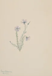 Wild Flax Linum lewisii, 1919