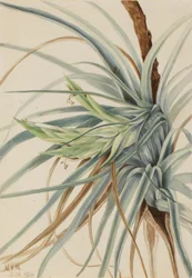 Wild Pineapple (Tillandsia fasciculata)