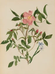 Wild Rose and Blue-eyed Grass