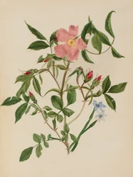 Wild Rose and Blue-eyed Grass Rosa species and Sisyrinchium species