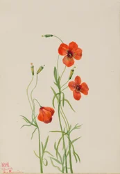 Wind Poppy