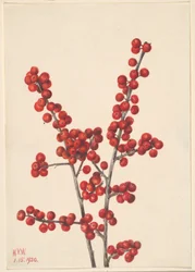 Winterberry