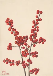 Winterberry Ilex verticillata