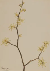 Witch-Hazel