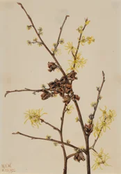 Witch Hazel