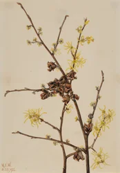 Witch Hazel Hamamelis Virginiana, 1922
