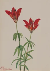 Wood Lily