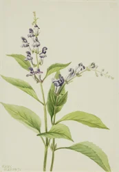 Wood Skullcap
