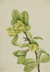 Yellow Cucumbertree
