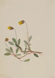 Yellow Dryad Dryas drummondii, 1904