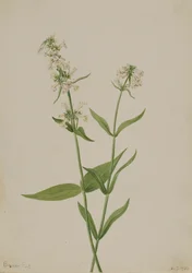 Yellow Pentstemon