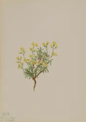 Yellow Willow Grass