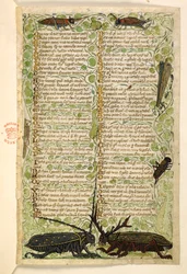 Horned beetles, crickets and a locus, Treatise on the Virtues and Vices, and an anonymous prose history of Sicily (fragment)