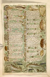 Sea-horses, snails, and shells, from a Treatise on the Virtues and Vices, and an anonymous prose history of Sicily (fragment)
