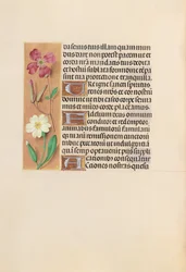 Hours of Queen Isabella the Catholic, Queen of Spain: Fol. 217v