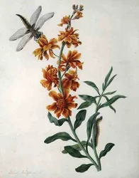 Erysium Cheiri with Dragonfly and Caterpillar