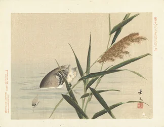 Diving Duck by Reeds (series title: Flower and Bird Sketches by Keibun - Part Three)