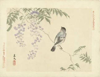 Bird on wisteria branch