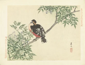 Black and red bird - Flower and bird sketches by Keibun, part one (series title) - Keibun kacho gafu zenpen (series title on object)