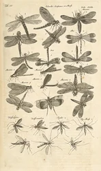Dragonflies, Illustration from 