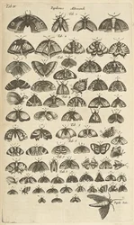 Butterflies and Moths, Illustration from 