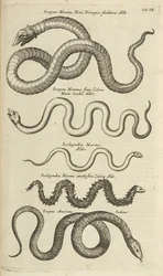 Tab IX, Sea Snakes, Illustration from 