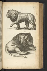 Lions, illustration from 