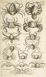 Crabs, Illustration from 