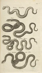 Snakes, Illustration from 
