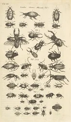 Beetles, Illustration from 