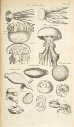 Jellyfish, Sea Cucumber and Other Marine Life, Illustration from 